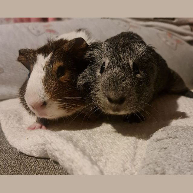 Photo of Biscuit & Silver (Located Wantirna South)