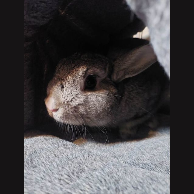 Photo of Benjamin (Located In Mount Evelyn)