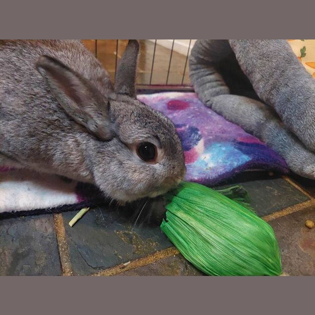 Photo of Benjamin (Located In Mount Evelyn)