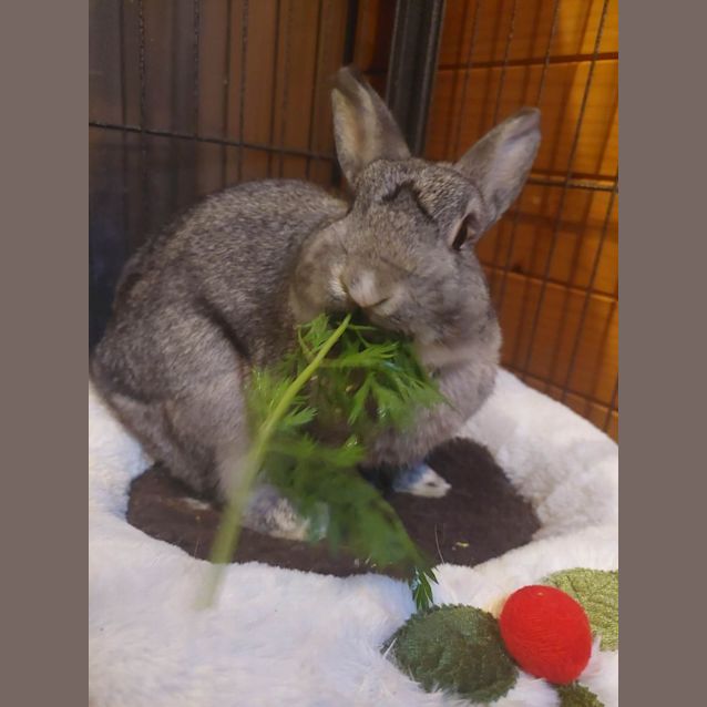 Photo of Benjamin (Located In Mount Evelyn)