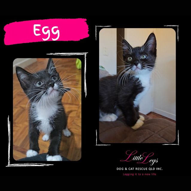 Photo of Egg