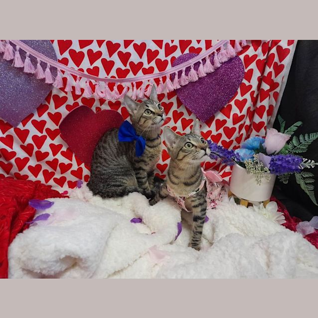 Photo of Basil & Sage