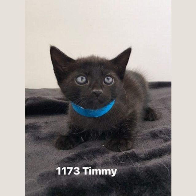 Photo of C1173 Timmy 