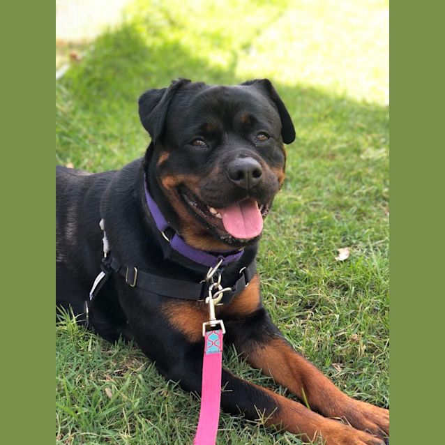 Photo of Roxy