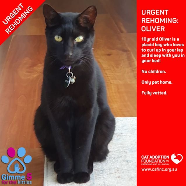 Photo of Oliver Private Rehoming No Charge!
