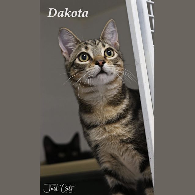 Photo of Dakota   Petstock