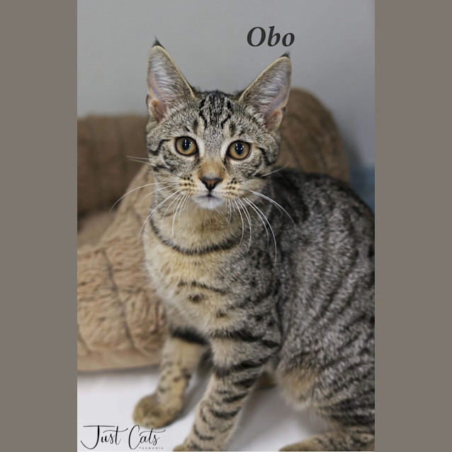 Photo of Obo