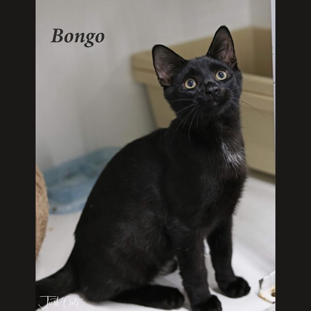 Photo of Bongo