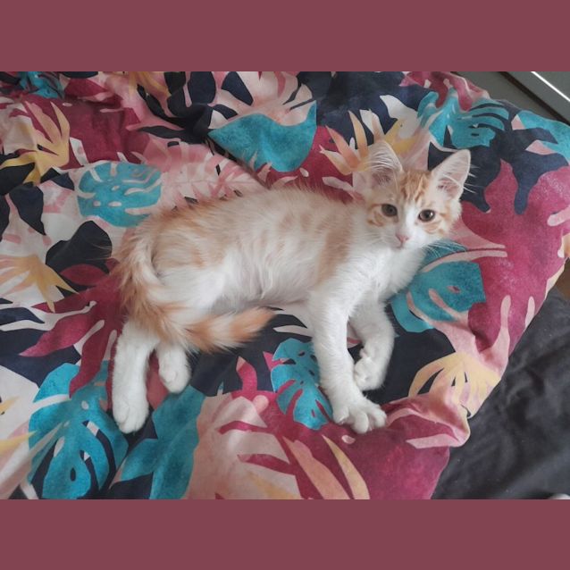 Photo of Butterscotch 