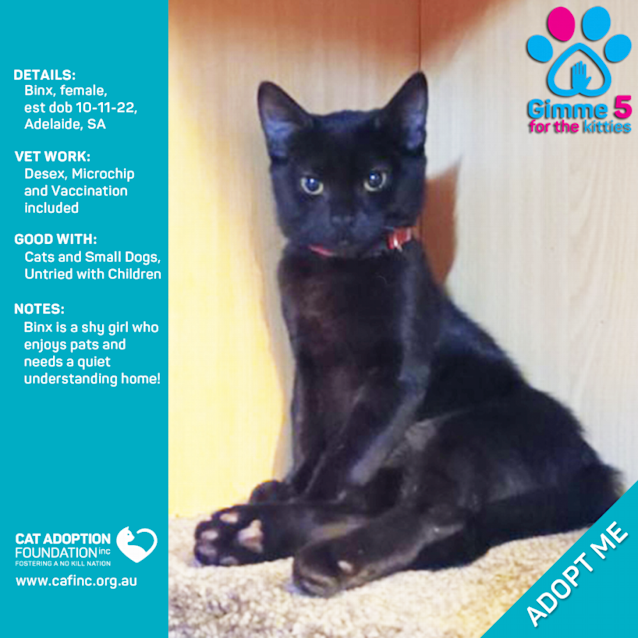 Photo of Binx Just $100 Limited Time!