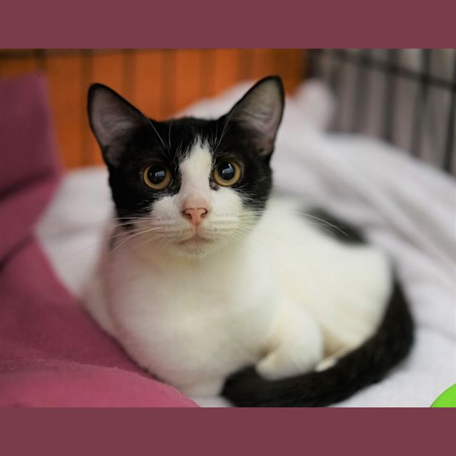 Photo of Meow Meow