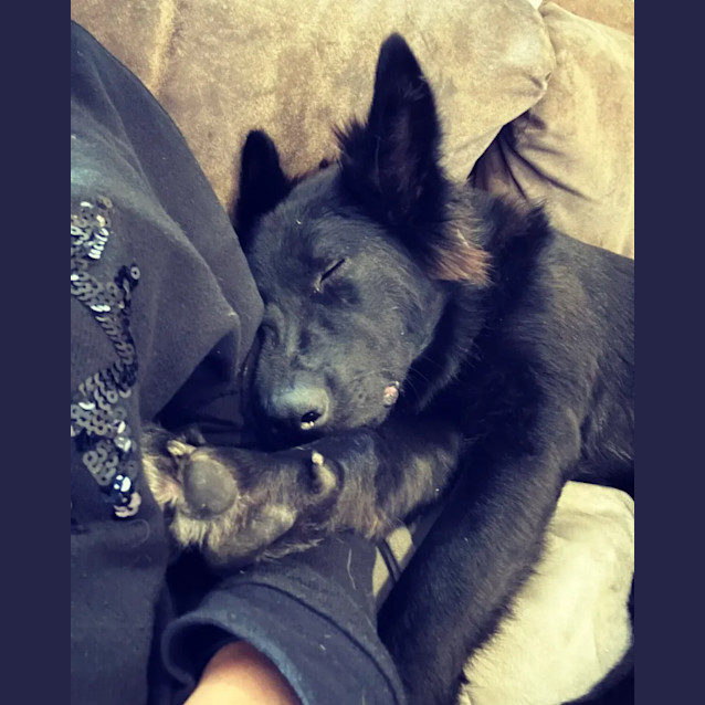 Norwegian elkhound gumtree discount