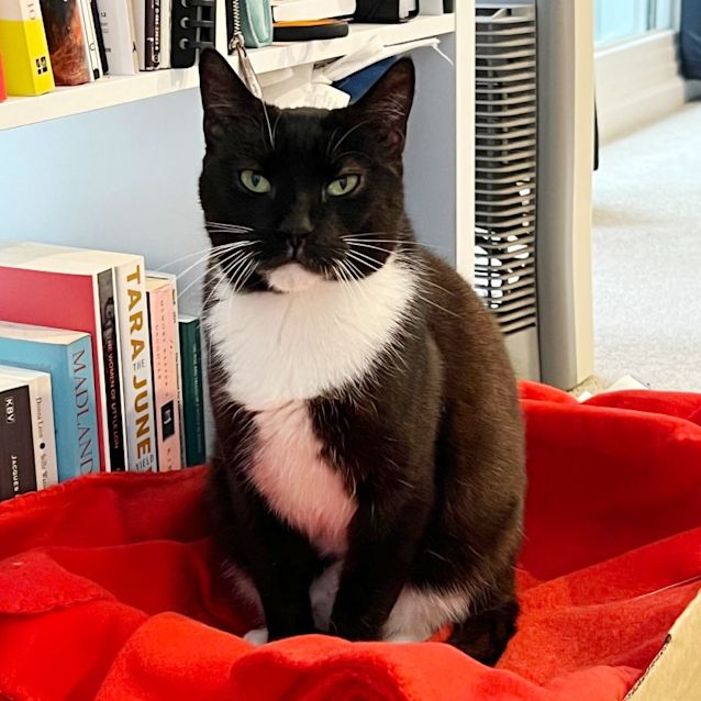 Photo of Doctor Socks