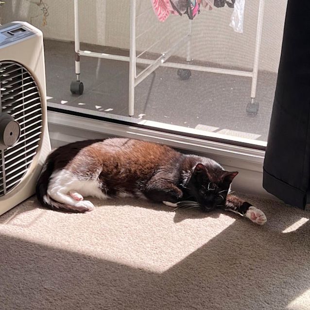 Photo of Doctor Socks