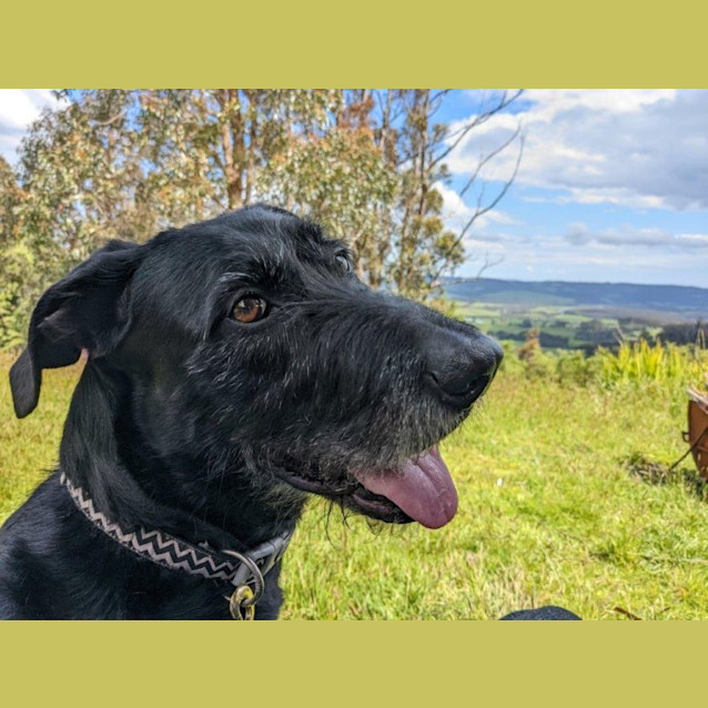 Photo of Nero Grimaldi