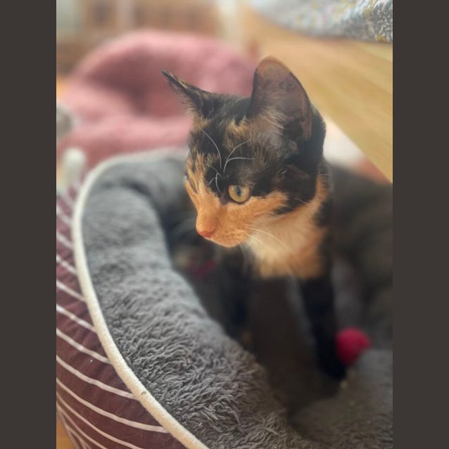 Photo of Della Meet Me At Petstock Chelsea Store