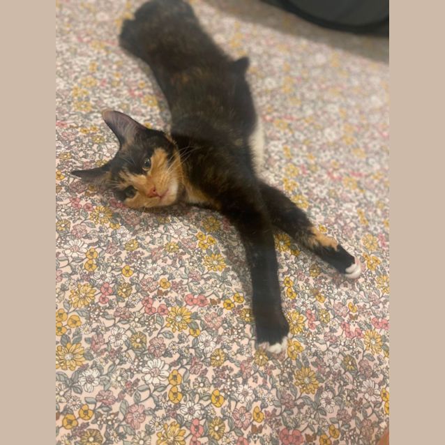 Photo of Della Meet Me At Petstock Chelsea Store