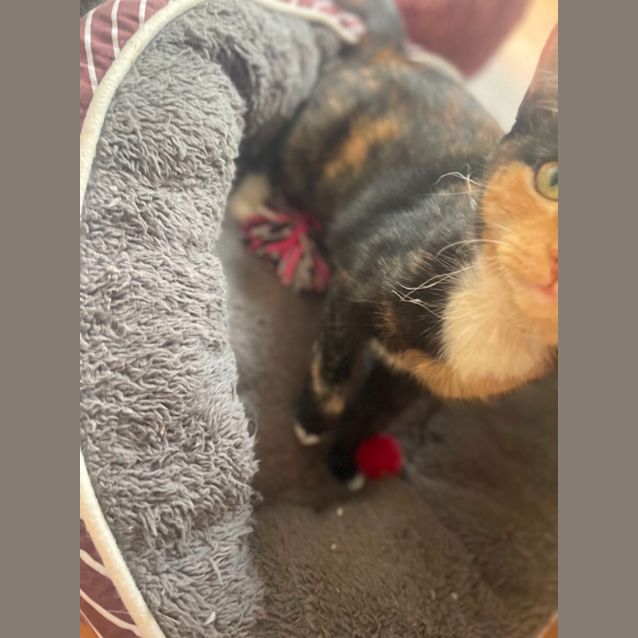 Photo of Della Meet Me At Petstock Chelsea Store