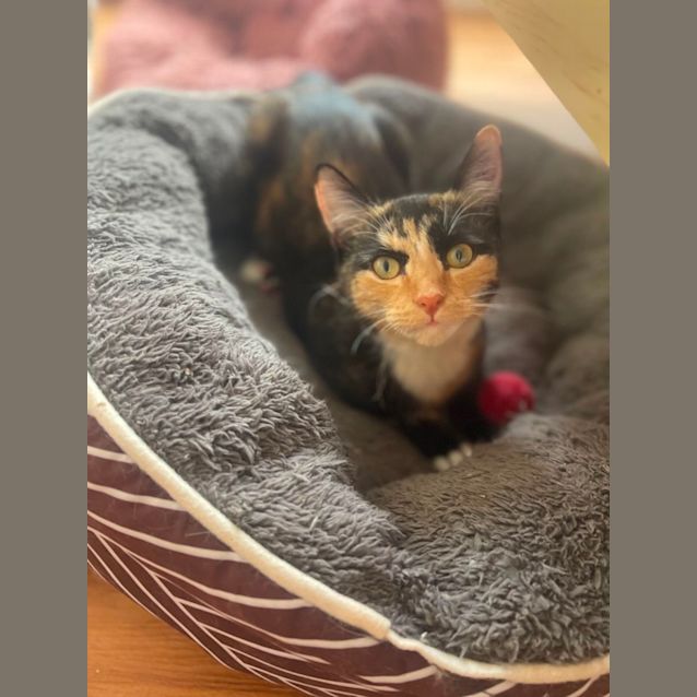 Photo of Della Meet Me At Petstock Chelsea Store