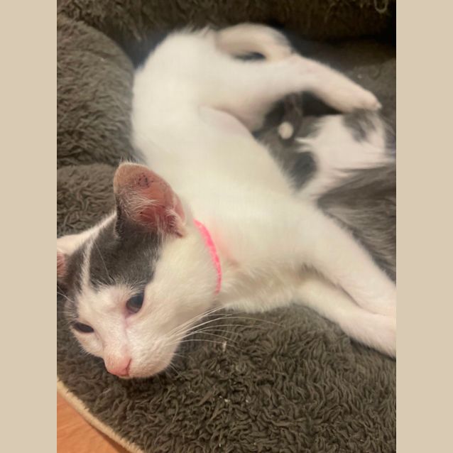 Photo of Blossum  Meet Me At Petstock Chelsea Store