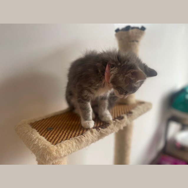 Photo of Darla ~ Meet Me @ Petstock Hastings 19/3/23 