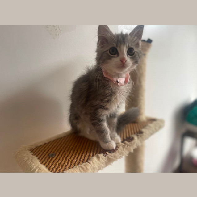 Photo of Darla ~ Meet Me @ Petstock Hastings 19/3/23 