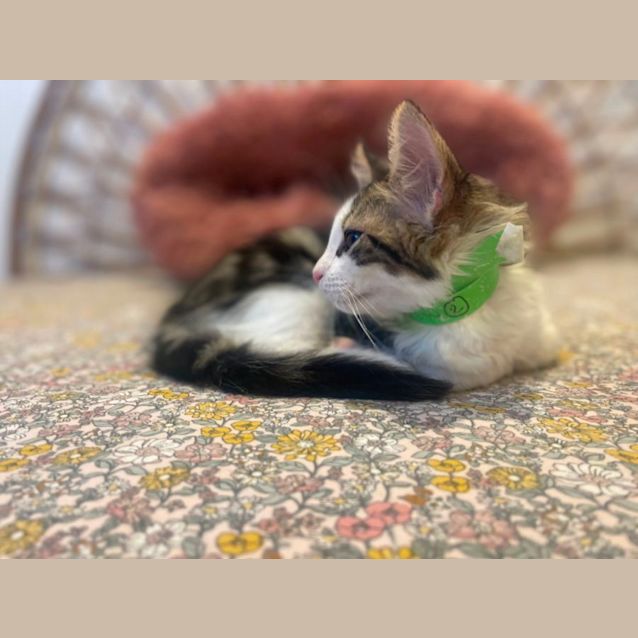 Photo of Henri Meet Me At Petstock Chelsea Store