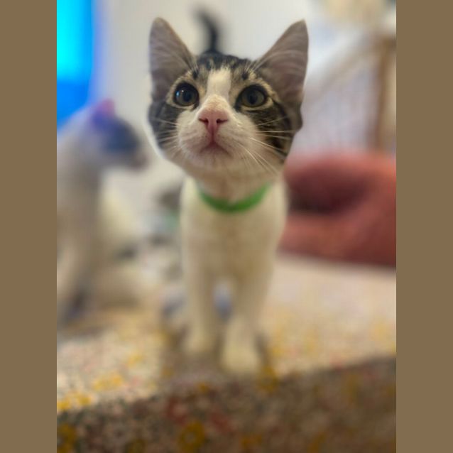 Photo of Tao Meet Me At Petstock Chelsea