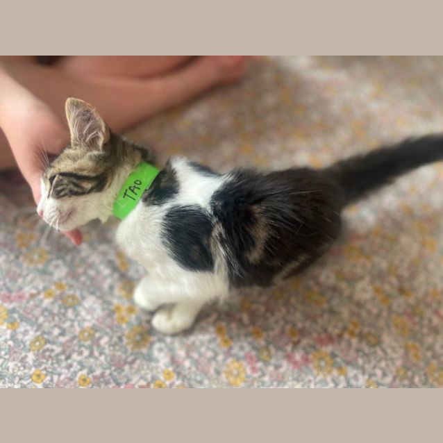 Photo of Tao Meet Me At Petstock Chelsea