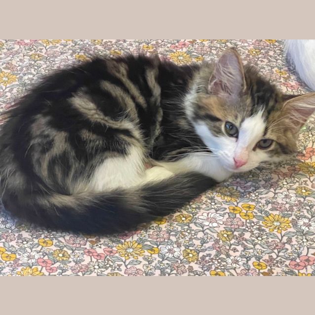 Photo of Tao Meet Me At Petstock Chelsea