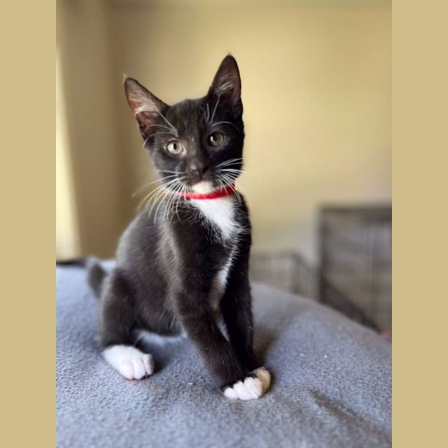 Photo of Niven  ***Adoption Day Sat 22 April In Preston***