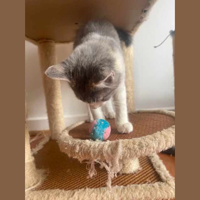 Photo of Finch ~ Meet Me At Petstock Hastings 19/3/23