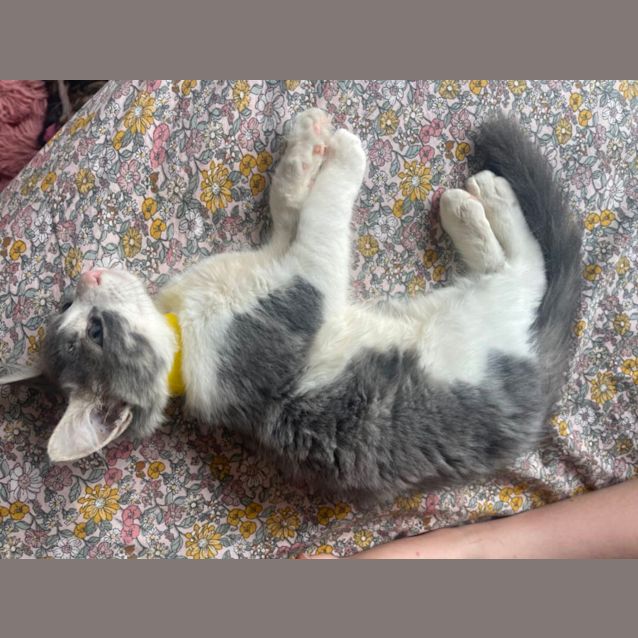 Photo of Finch ~ Meet Me At Petstock Hastings 19/3/23