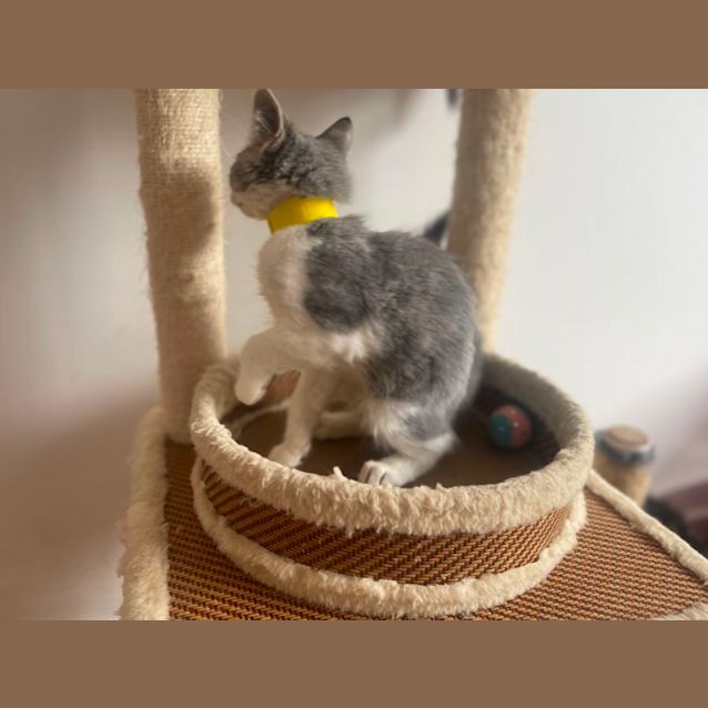 Photo of Finch ~ Meet Me At Petstock Hastings 19/3/23