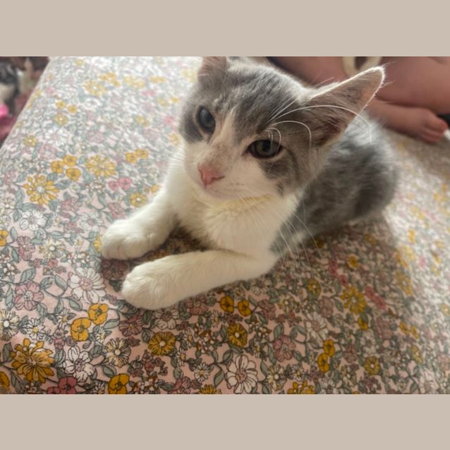 Photo of Finch ~ Meet Me At Petstock Hastings 19/3/23