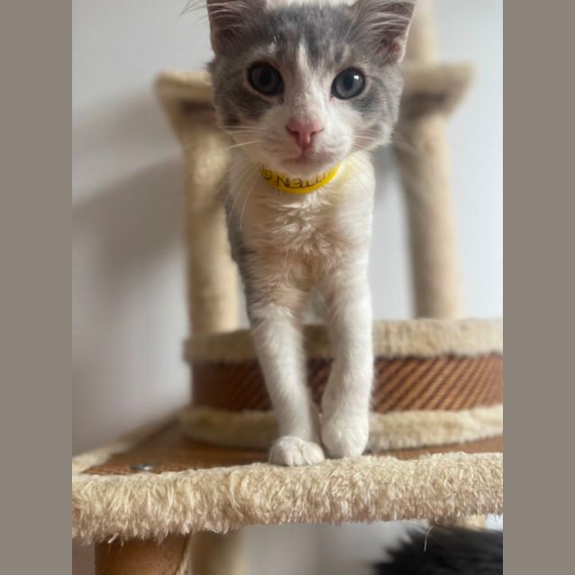 Photo of Finch ~ Meet Me At Petstock Hastings 19/3/23