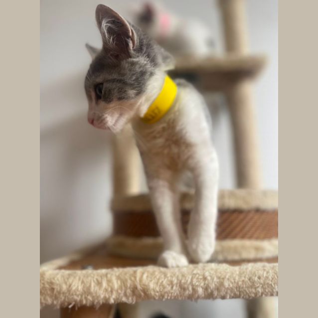 Photo of Finch ~ Meet Me At Petstock Hastings 19/3/23