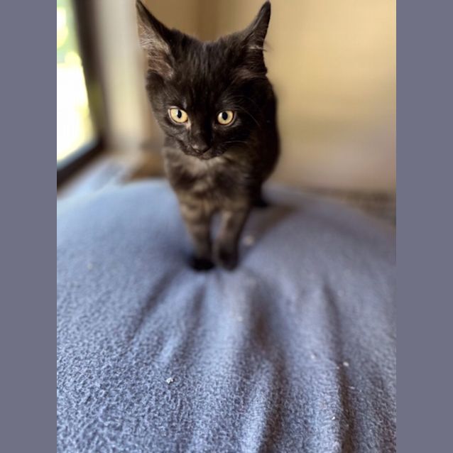 Photo of Arlo   Located In Preston 