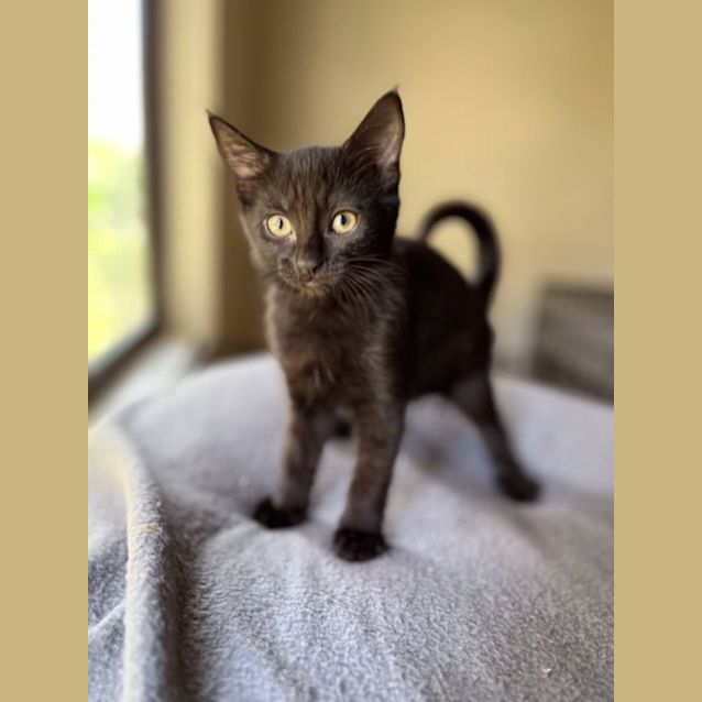 Photo of Chloe   Located In Preston From March 24