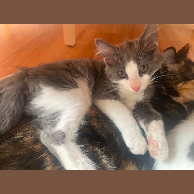 Photo of Johnson  Meet Me At Petstock Chelsea Store 