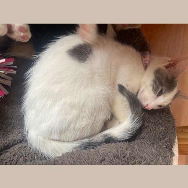 Photo of Jeffy  Meet Me At Petstock Chelsea Store 