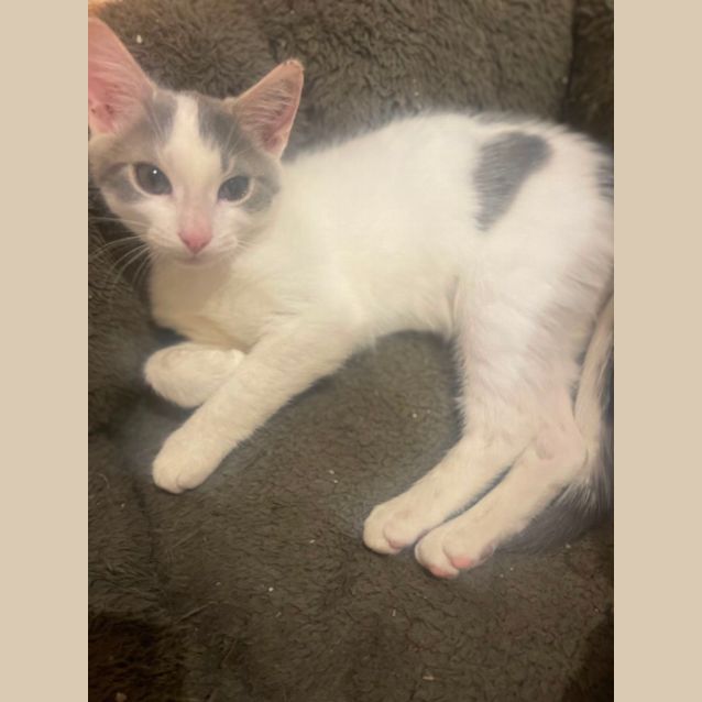 Photo of Jeffy  Meet Me At Petstock Chelsea Store 