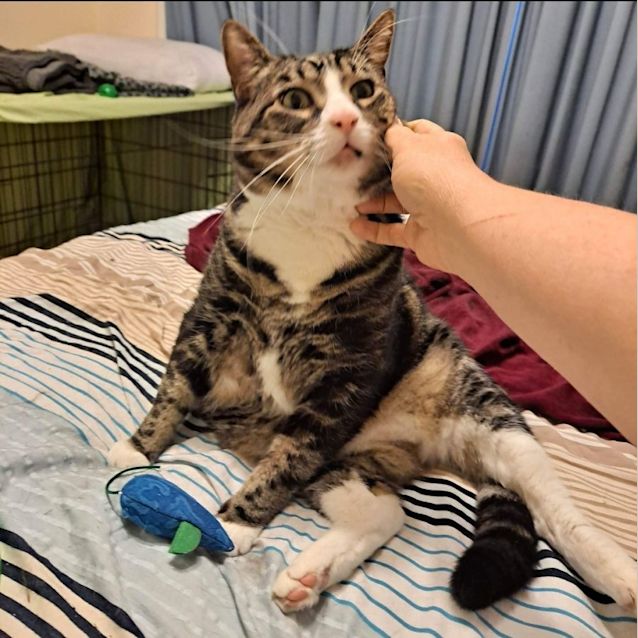 Photo of Kenji (Located In Ringwood East)