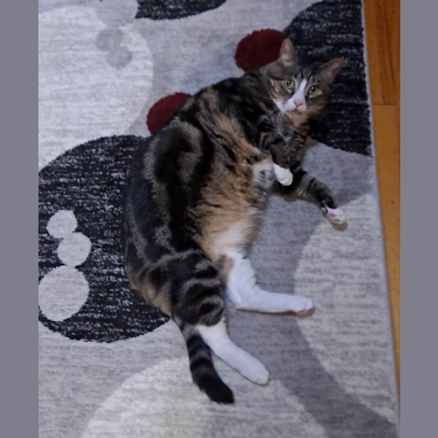 Photo of Kenji (Located In Ringwood East)