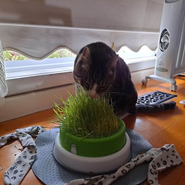 Photo of Kenji (Located In Ringwood East)