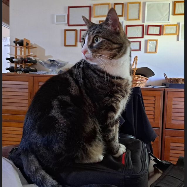 Photo of Kenji (Located In Ringwood East)