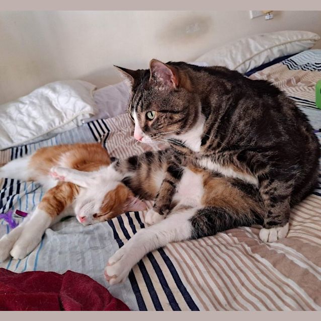 Photo of Kenji (Located In Ringwood East)