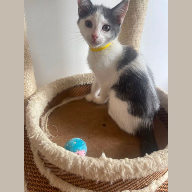 Photo of Jiff ~ Adopt Me At Petstock Chelsea Store 