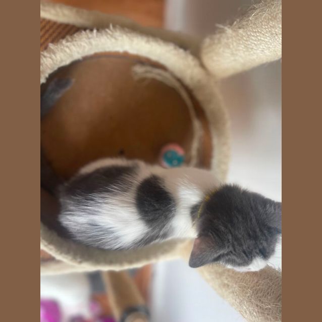 Photo of Jiff ~ Adopt Me At Petstock Chelsea Store 