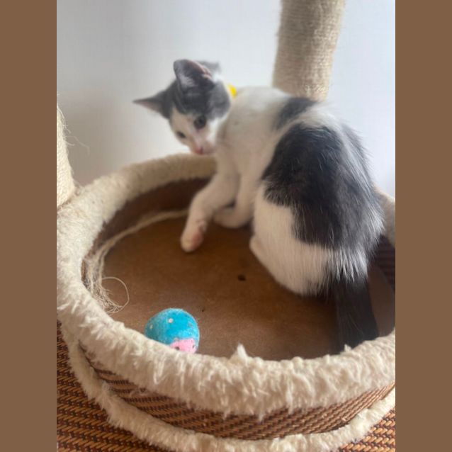 Photo of Jiff ~ Adopt Me At Petstock Chelsea Store 